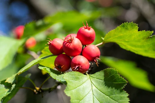 Crataegus Coccinea Friska Och Prydnadsväxter Ljusa Röda Frukter Vackra Träd — Stockfoto