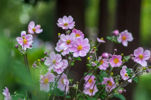 Anemone Hupehensis Praecox Rózsaszín Szirom Egyszerűség Virágzó Növény Szélvirágok Virágzó — Stock Fotó