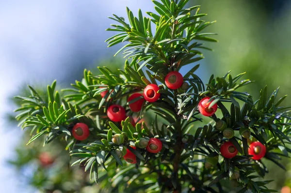 Taxus Baccata Teixo Europeu Arbusto Conífera Com Frutos Baga Vermelhos — Fotografia de Stock