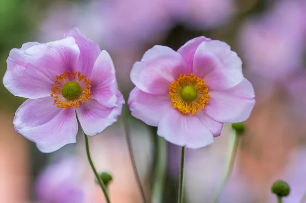 Anemone Hupehensis Praecox Rosa Blütenblatt Einfachheit Blühende Pflanze Windblumen Blühende — Stockfoto