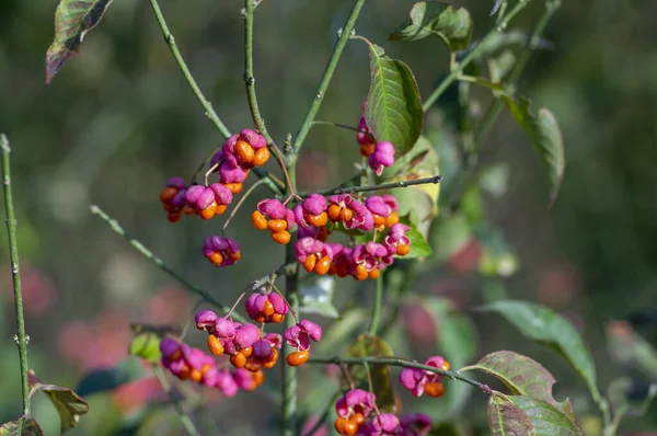 Euonymus Europaeus Europeu Comum Fuso Capsular Amadurecendo Frutas Outono Vermelho — Fotografia de Stock