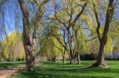 Baharın başında halk parkı, doğanın yeşile döndüğü parlak güneş ışığı, söğüt ağaçları ve bahçelerde kirli bir yol.