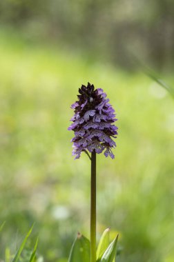 Lady Orchid Purpurea koruma altındaki bitkiler, uzun yeşil saplı güzel mor beyaz çiçekler tomurcuklarla birlikte çiçek açarlar.