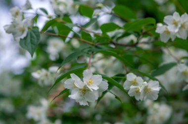 Çalı dallarında çiçek açan tatlı, sahte turuncu beyaz çiçekler, çiçek açan İngiliz Dogwood vahşi süs bitkisi, yeşil yapraklar.