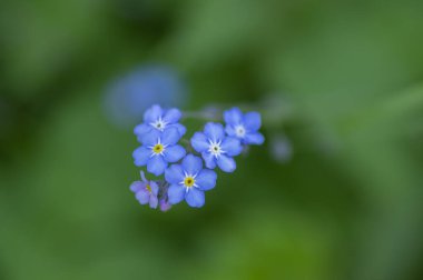 Myosotis Sylvatica tahtası unutma beni güzel çiçekler açmıyor ormanlarda açan yabani bitkiler, yeşil yapraklar.