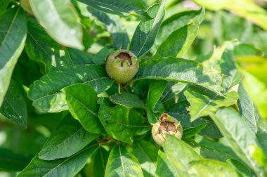 Mespilus germanica olgunlaşmamış, olgunlaşmamış, ağaçtaki meyvalar güneş ışığında yeşil yaprakların arasına gizlenmiş.