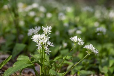 Allium ursinum yaban ayıları çiçek açmış sarımsak çiçekleri, beyaz rason tomurcukları çiçek açan bitkiler, yenilebilir yeşil sağlıklı yapraklar.