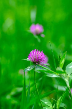 Trifolium pratense kırmızı yonca yabani çiçek, mor çayır çiçekleri çiçek, yeşil yapraklar