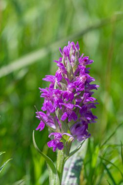 Dactylorhiza majalis çayırda çiçek açan yabani orkide çiçekleri, yeşil çimlerde açan bir grup parlak mor çiçek