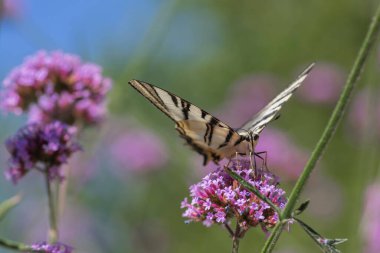 Verbena bonariensis mor çiçekli, beyaz, muhteşem armut ağacı kelebeği kırlangıç Iphiclides podalirius