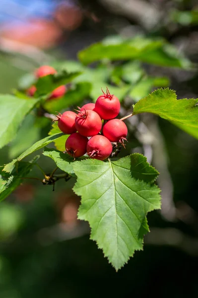 カラテガス コカイン健康と観賞用の明るい赤い果実 緑の葉を持つ美しい木の枝 — ストック写真