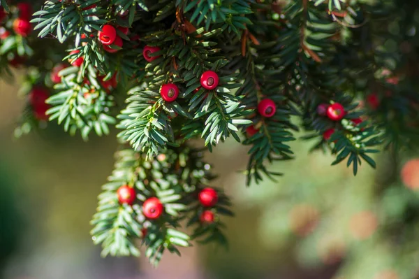 Taxus Baccata Teixo Europeu Arbusto Conífera Com Frutos Baga Vermelhos — Fotografia de Stock