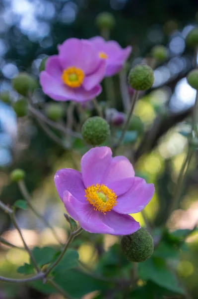 Anemone Hupehensis Praecox Pink Petal Απλότητα Ανθοφόρο Φυτό Ανθοφόρα Φυτά — Φωτογραφία Αρχείου