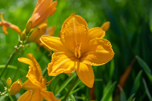 Hemerocallis Darwin Rostliny Dlouhá Pole Serenáda Jasně Bílá Oranžová Velké — Stock fotografie