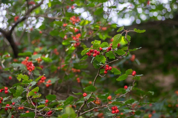 カラテガス ピナチフィダ 赤い熟した果実が木の枝にぶら下がっている中国の緋色のサンザシのイチゴ — ストック写真