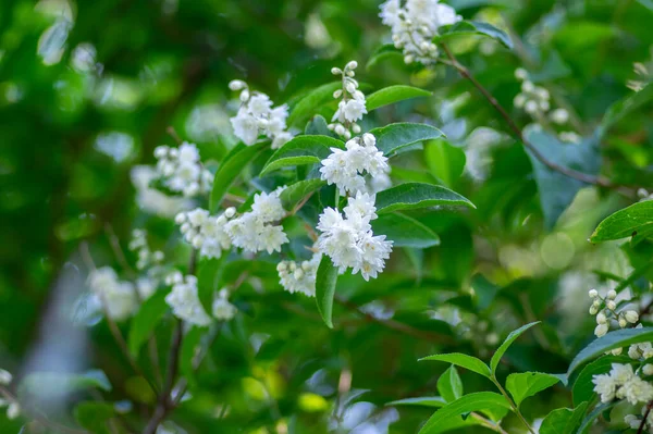 Deutzia Scabra Orgullo Borroso Rochester Flores Blancas Flor Plantas Con — Foto de Stock