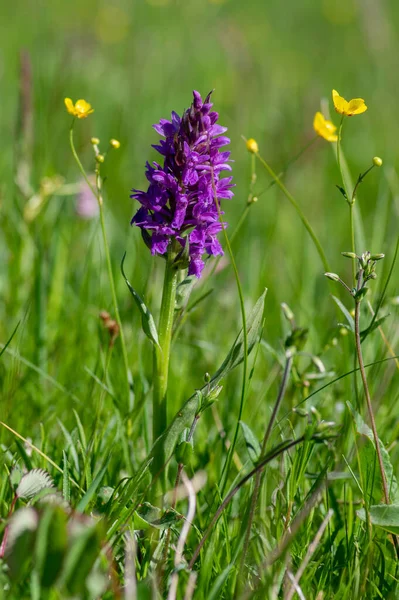 Dactylorhiza Majalis Vilda Blommande Orkidé Blommor Ängen Grupp Ljusa Lila — Stockfoto