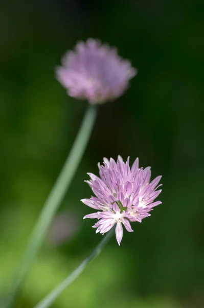 Allium Schoenoprasum Chives Pink Violet Flowering Plant Herbaceous Perennial Kitchen — Stock Photo, Image