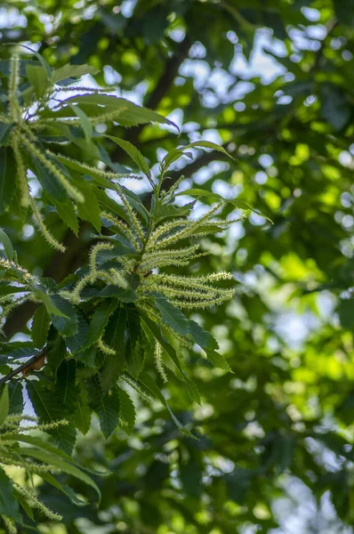 カスタネアサティバ白甘栗の開花木 花が満開の枝の詳細 緑の葉 — ストック写真