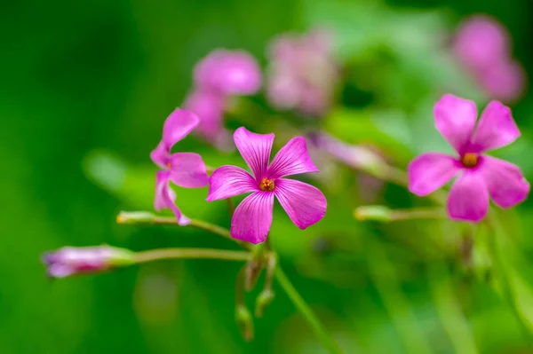 菊花凋谢 粉红色 粉红色 绿色背景 — 图库照片