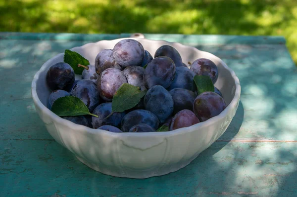 Ovoce Prunus Domestica Stromu Bílé Míse Vinobraní Zelené Pozadí Popraskaným — Stock fotografie