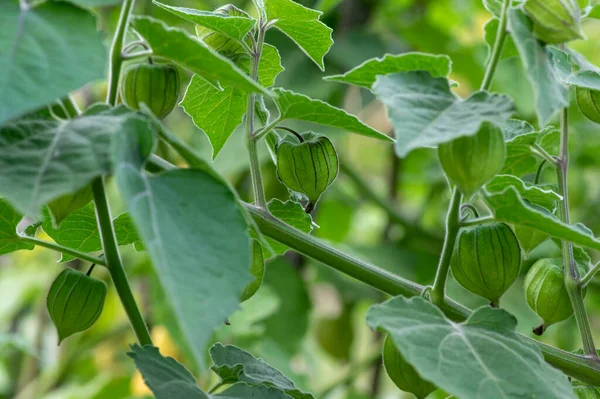 Physalis Peruviana Green Ripening Fruits Shrub Husk Green Leaves — Stock Photo, Image