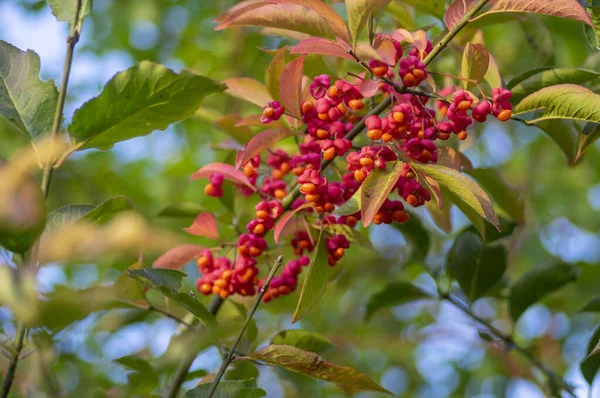 Euonymus Europaeus Európai Közönséges Orsó Kapszula Érlelés Őszi Gyümölcsök Piros — Stock Fotó