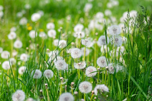 一般的なタンポポTaraxacum Officinale色あせた花は雪の玉 熟したキプセリアの果実のように見えます — ストック写真