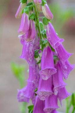 Digitalis purpurea çiçek açmış yüksükotu çiçekleri, güzel mor ağaçlık bitkiler, yeşil uzun saplı ağaçkakanlar