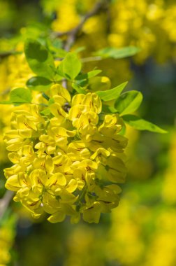 Laburnum anagyroides altın yağmur zinciri çiçek açmış süs çalı dalları, parlak sarı çiçekler ve güneş ışığında yeşil yapraklarla çiçek açan küçük ağaç.
