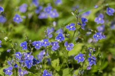 Veronica Chamaedrys, Alman hız limitinde çiçek açan bitki, çiçek açan koyu mavi yapraklı küçük çiçekler, çayır çimlerinde büyüyen yeşil yapraklar,