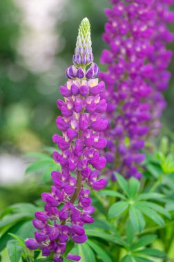 Lupinus polyphyllus büyük, çiçek açmış lupin çiçekleri, mor menekşe mavisi uzun, uzun, vahşi bir bitki.