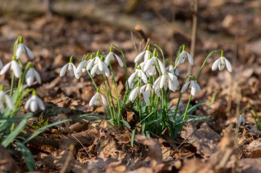 Galanthus nivalis çiçekli bitkiler, parlak beyaz kar damlası doğada çiçek açıyor