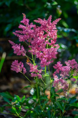 Astilbe Arendsii bitkisel hayatta. Çiçek açmış parlak mor çiçekler. Bahçede yetişen güzel süs çiçekleri.