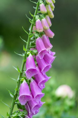 Digitalis purpurea çiçek açmış yüksükotu çiçekleri, güzel mor ağaçlık bitkiler, yeşil uzun saplı ağaçkakanlar