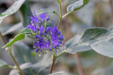 Karyopteris klandonensis mavi sakal çiçek açmış parlak mavi sakal, uzun saplı süslemeli güz çiçekleri