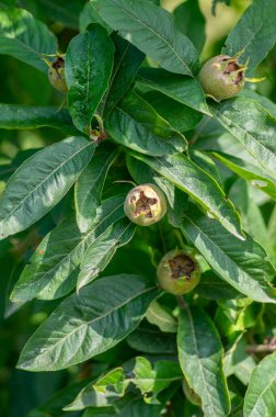 Mespilus germanica olgunlaşmamış, olgunlaşmamış, ağaçtaki meyvalar güneş ışığında yeşil yaprakların arasına gizlenmiş.