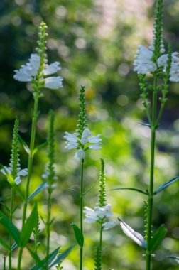 Physostegia virginiana alba beyaz çiçekli güzel bir bitki, sahte ejderha başlı süsleme bitkileri, bahçesinde tomurcukları olan uzun bir gövde