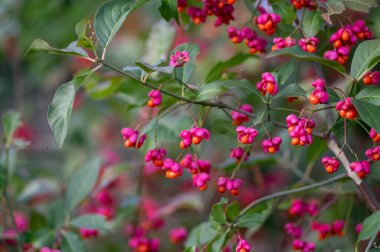 Euonymus europaeus Avrupa ortak Milli kapsülü olgunlaşan sonbahar meyveleri, turuncu tohumlu kırmızı ya da pembe renkler, sonbahar renkli yapraklar