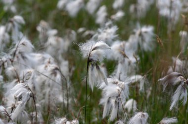 Eriophorum angustifolium yaygın pamuk çimi çiçekleri, doğal koruma altındaki çayırlarda çiçek açan bir grup pamuk ağacı.
