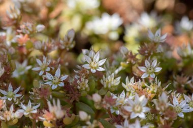 Sedum hispanicum İspanyol taşı küçük beyaz çiçekli bitki, çiçekli minik çiçekler