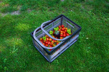 Taze hasat meyveleriyle plastik dikdörtgen şeklinde sepet, olgunlaşmış kırmızı ve sarı yeşil domatesler, yeşil çimenlerde patlıcan ve elma.