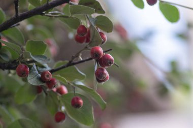 Cotoneaster tamgerrimus kırmızı sonbahar meyveleri ve yeşil yapraklar shtrub dallarında 