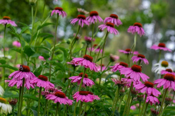 Echinacea Purpurea Paarse Coneflowers Bloeiende Planten Groep Van Decoratieve Geneeskrachtige — Stockfoto