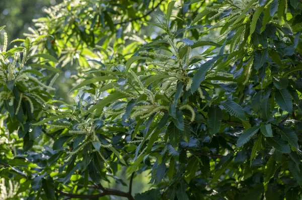 Castanea sativa beyaz kestane çiçekli ağaç, çiçeklerle dolu dalların ayrıntıları, yeşil yapraklar.