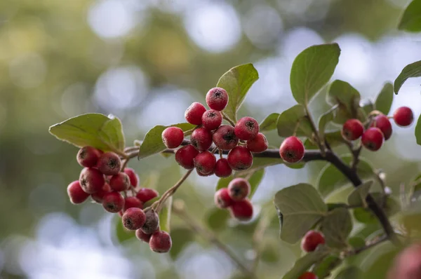 Cotoneaster Integerrimus Vörös Őszi Gyümölcsök Zöld Levelek Bokorágakon — Stock Fotó
