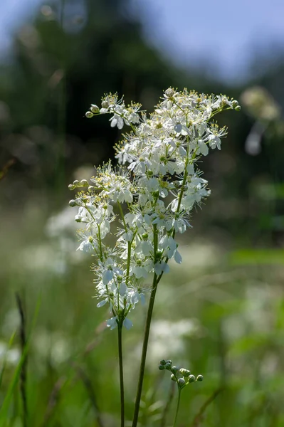 Filipendula Vulgaris Fern Leaf Dropwort White Flowering Plant Meadow Detail — Stock Photo, Image