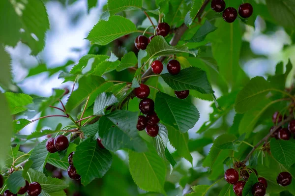 Prunus Cerasus Ramas Con Maduración Frutos Agrios Comestibles Rojos Cerezas — Foto de Stock