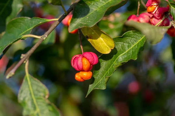 Euonymus Europaeus Ευρωπαϊκή Κοινή Spindle Capsular Ωρίμανση Φθινοπωρινά Φρούτα Κόκκινο — Φωτογραφία Αρχείου