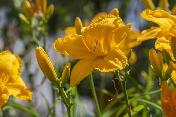 Hemerocallis Darwin Plantas Longfields Serenata Naranja Blanca Brillante Flores Grandes — Foto de Stock